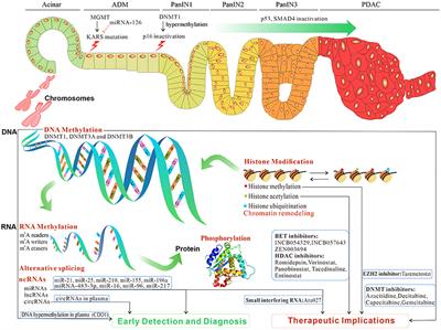 Epigenetic reprogramming in pancreatic premalignancy and clinical implications